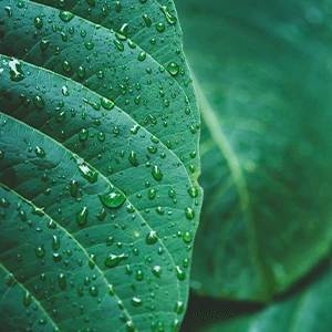 Natural e bom para o corpo - O seu segredo para emagrecer rápido e saudável